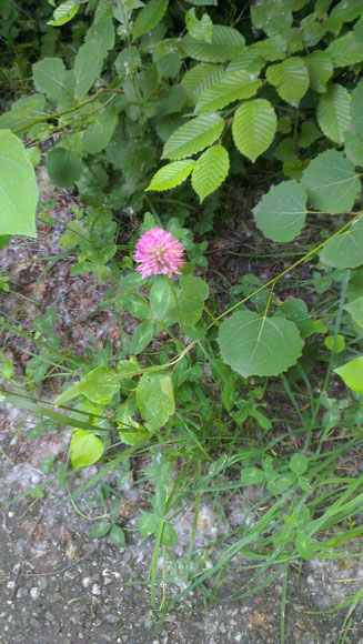 Kleine Kleeblüte